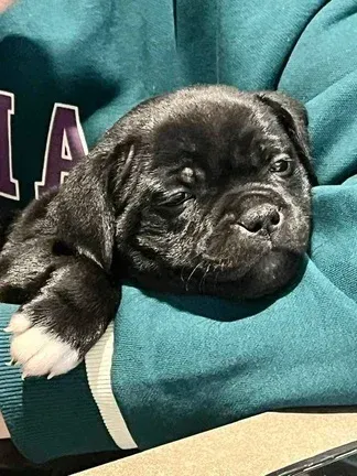 Cucciolo Staffy nero in braccio