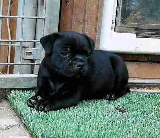 Cucciolo Staffy nero