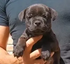 Cucciolo Staffy nero