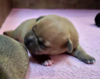 Cucciolo Staffy fulvo neonato