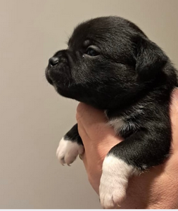 Cucciolo Staffy nero neonato