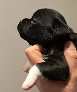 Cucciolo Staffy nero neonato