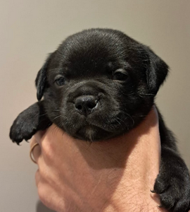 Cucciolo Staffy nero neonato