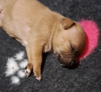 Cucciolo Staffy fulvo