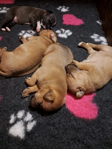 Cucciolata Staffy fulvi